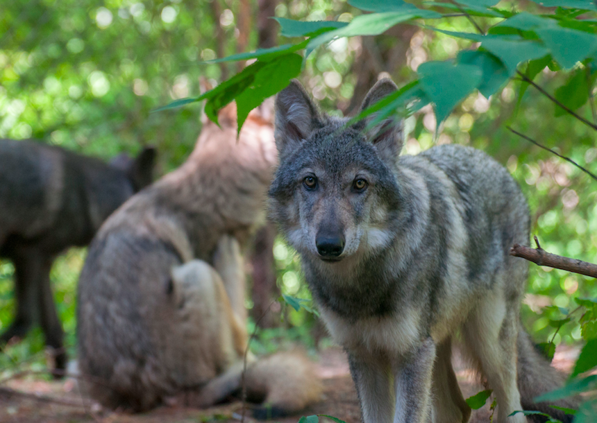 The Minnesota Zoo hosts three new wolf pups