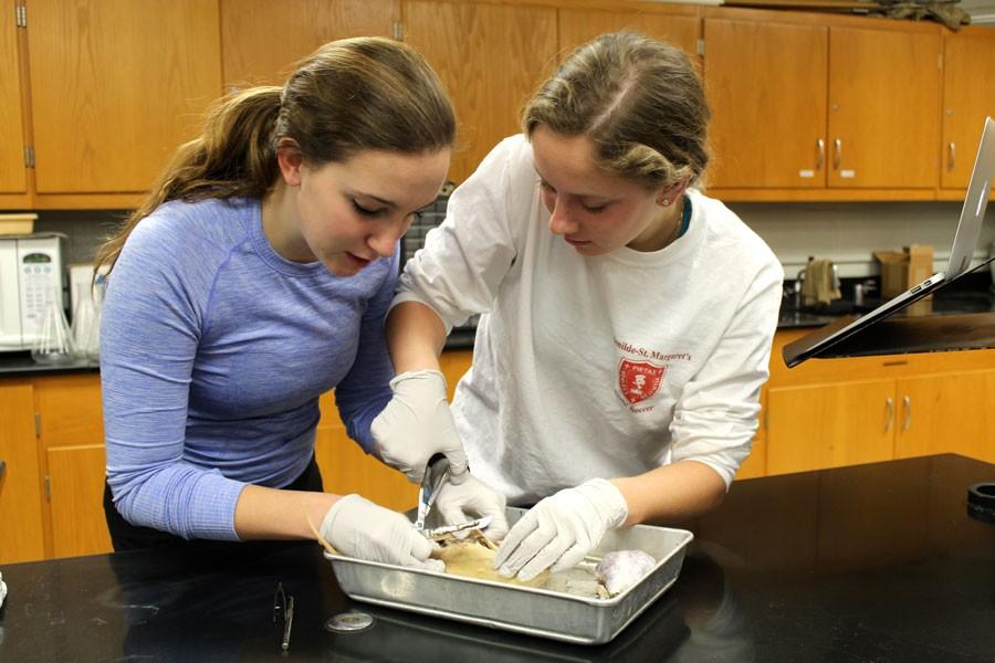 Medical club members participated in a dissection to expand their medical knowledge. 