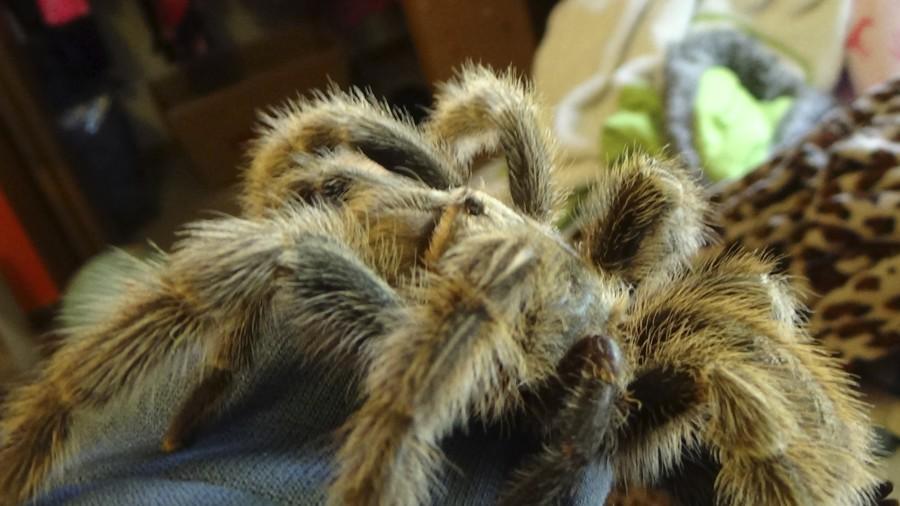 Emily Quealys Chilean Rose Hair Tarantula is tame enough to spend time just hanging out on her bed.