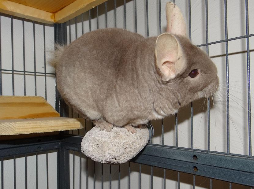 Kirby the chinchilla spends most of the time inside his four and a half foot cage.