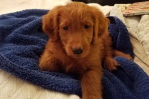 The goldendoodle puppy, sold at an auction to raise funds for BSM, took its first bath while under the temporary care of volunteer coordinator Lisa Lenhart-Murphy.