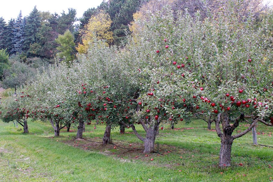 Fall marks the opening of many seasonal destinations, such as the Victoria Valley Orchard. 