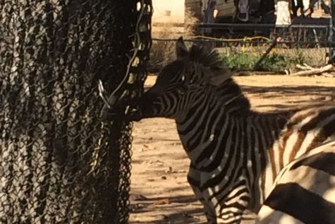 The Como Zoo has both indoor and outdoor exhibits, allowing it to host exotic animals such as Zebras yearlong.