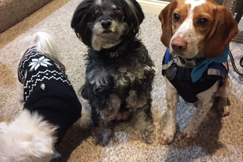 These therapy dogs will be in the Wellness Room during students free hours to help them destress and create a relaxing atmosphere for studying and relaxing. Pictured left to right: Mystee, Lyla, and Peeve.