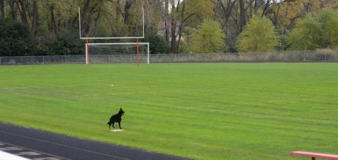 Dogs are placed on the field to distract and scare off geese.