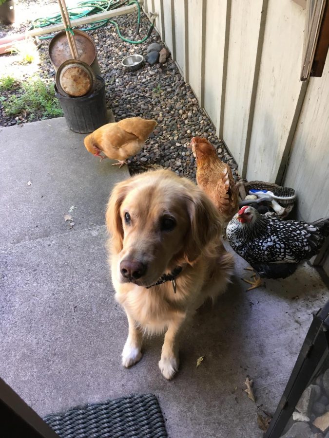 Senior Emily Platt is the proud owner of three chickens and a dog.