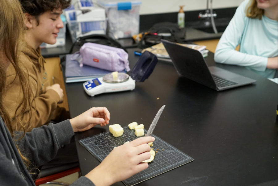 In Biomed, students use potatoes for an experiment.