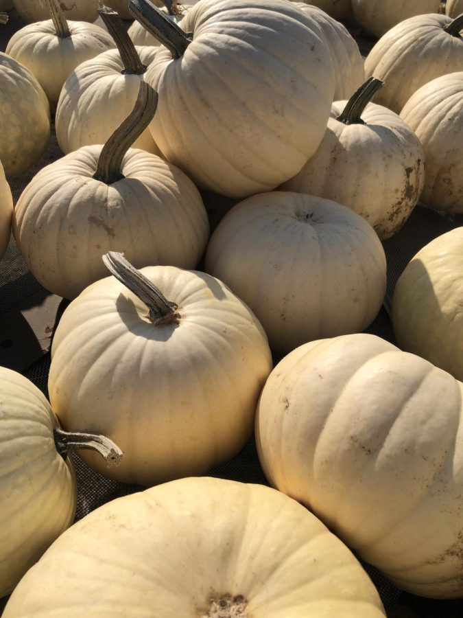Pumpkins are only one of the many standard trappings of fall.